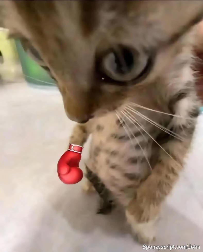 I want to buy a cat